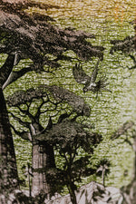 Bougie Baobab - Sacred Trees Touba - I.D DECO MARSEILLE